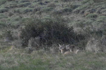 A puma in Patagonia