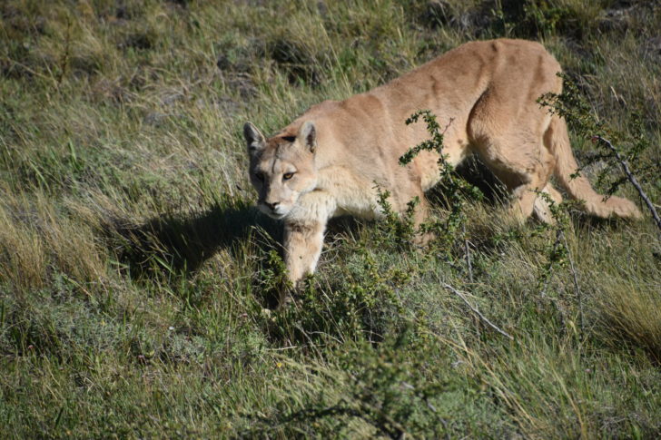 Puma in South America