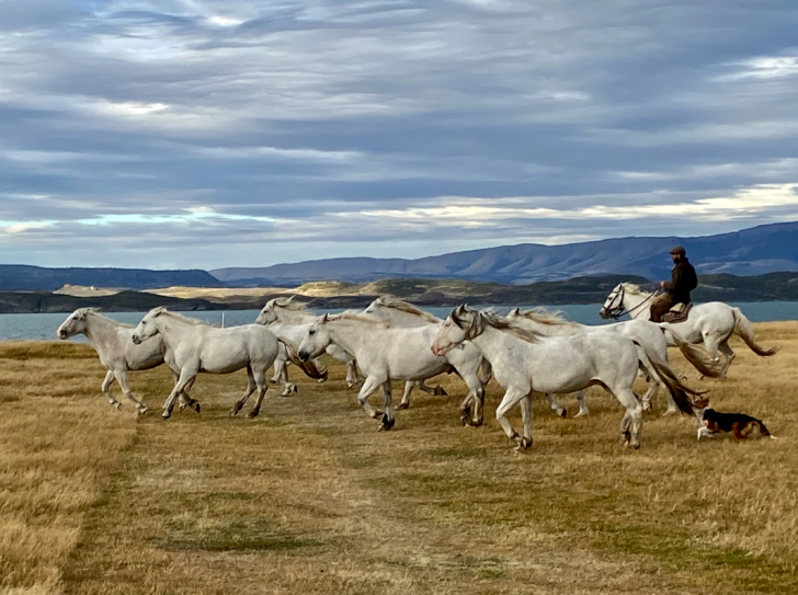 Patagonia, Chile - Horses running with gaucho on a Knowmad Adventures trip