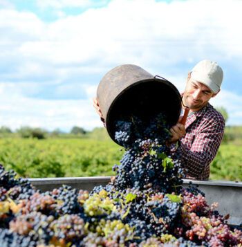 One of the best places to visit in Uruguay. Man tending grapes in wine country. 