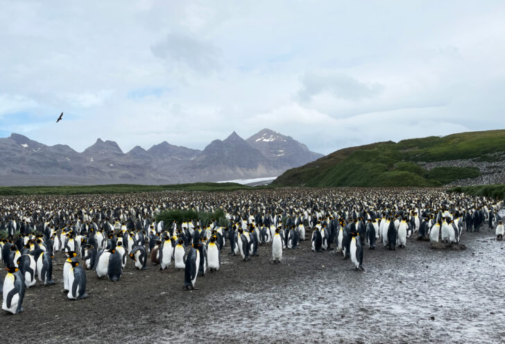 Knowmad Adventures photo contest second place for fauna. Penguin colony in antartica