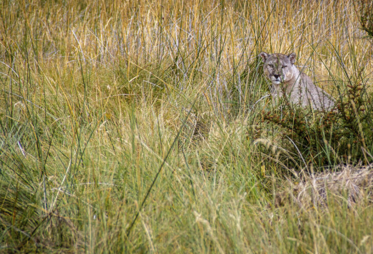 Knowmad Traveler sees a puma close up in Torres del Paine, Chile