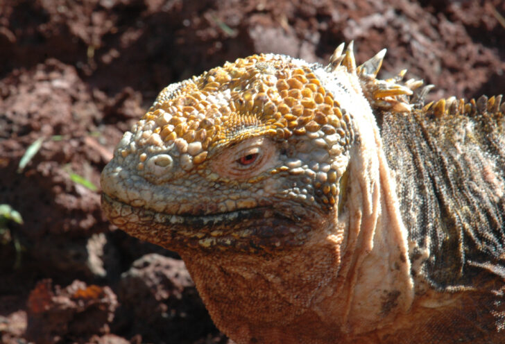 Up close picture of Galapagos iguana 