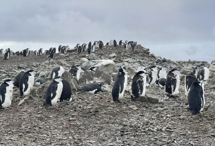 Up close with a penguin colony on Knowmad traveler's Antarctica and Patagonia exploration