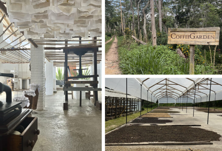 pictures of a coffee farm from Knowmad Adventures traveller's adventure in Colombia