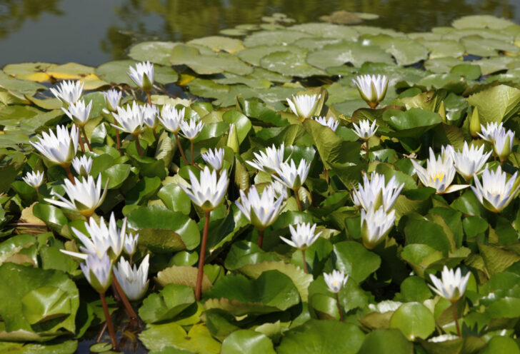 Lilly pads in one of many urban parks