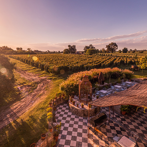 Sunset vineyard in Carmelo, Uruguay. 