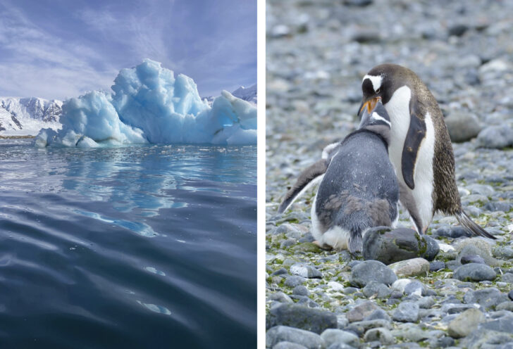 Wildlife and natural wonders spotted on an Antarctica expedition organized by Knowmad Adventures.