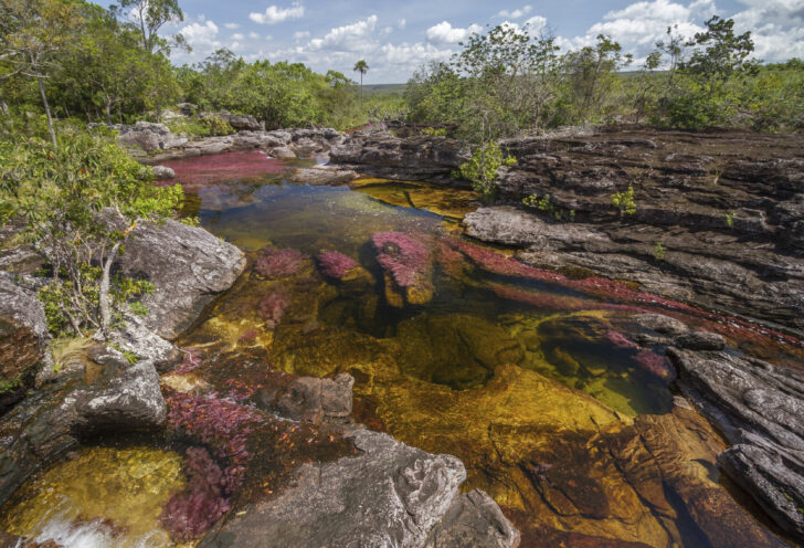 Caño Cristales, the "River of Five Colors" in Colombia.