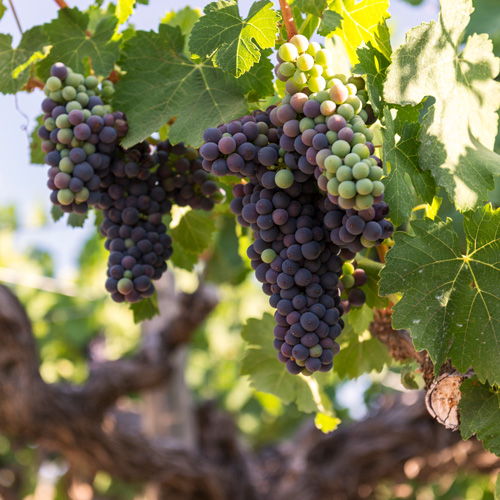 Wine grapes Northern Patagonia Chile