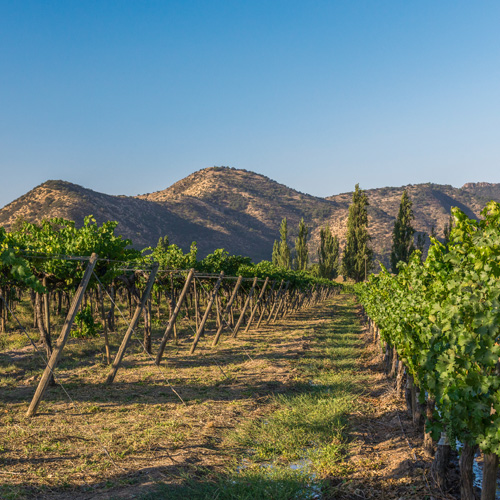 Vineyards near Santiago Chile