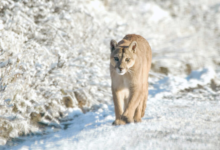 A Puma walking in the snow in Torres del Paine National Park