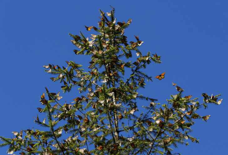 Many brightly colored butterflies rest on a tree