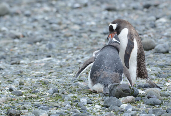 Penguins in Antarctica