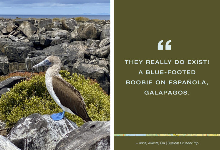 Blue-footed Boobie