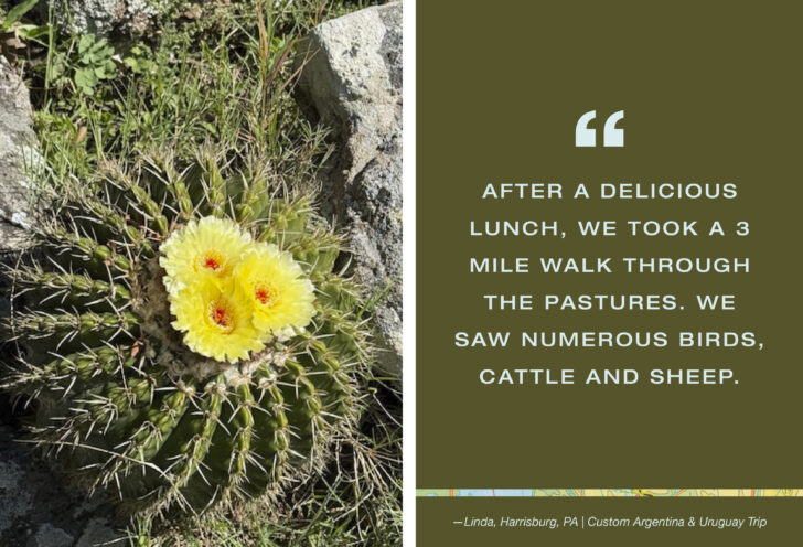 Yellow blooms on a cactus