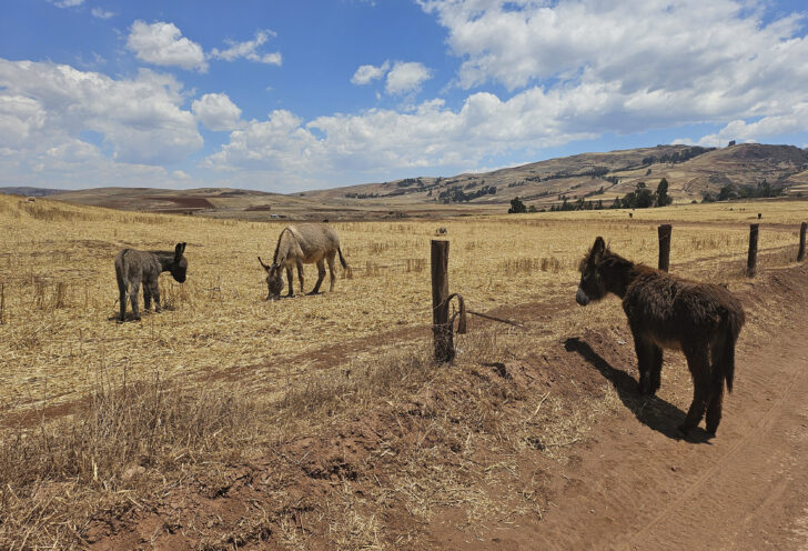 Wildlife in the Sacred Valley, Peru