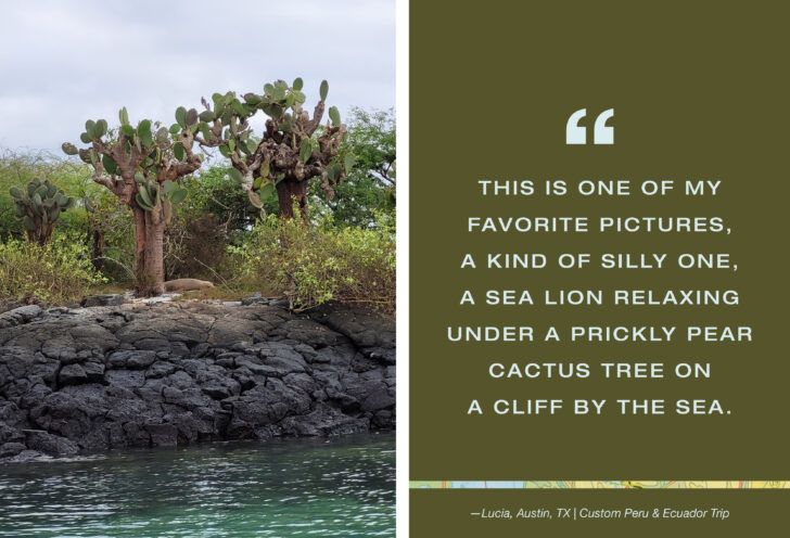 A sea lion relaxes under a prickly pear cactus by the sea.