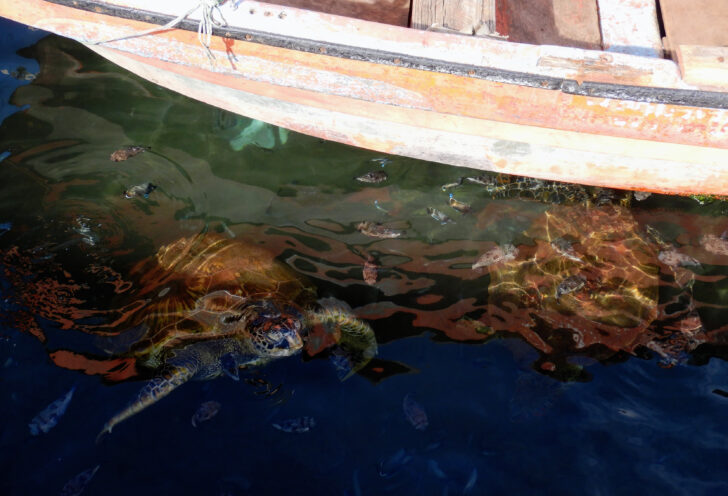 A swimming sea turtle next to a boat