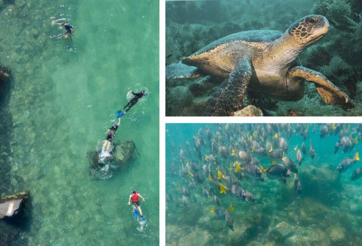 Snorkeling in the Galapagos with Knowmad Adventures