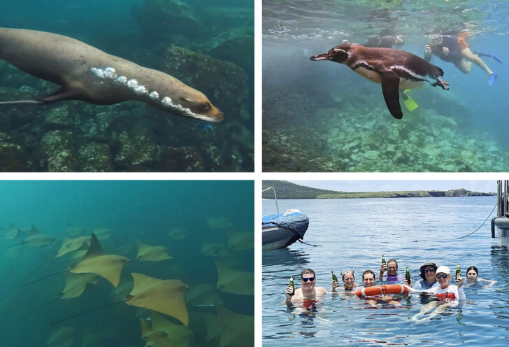 Wildlife in the Galapagos