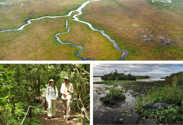 Ibera Wetlands