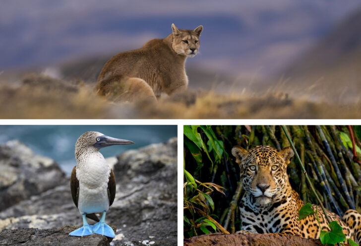 South America's Big Three Wildlife Destiinations: Patagonia, the Pantanal, and the Galapagos Islands