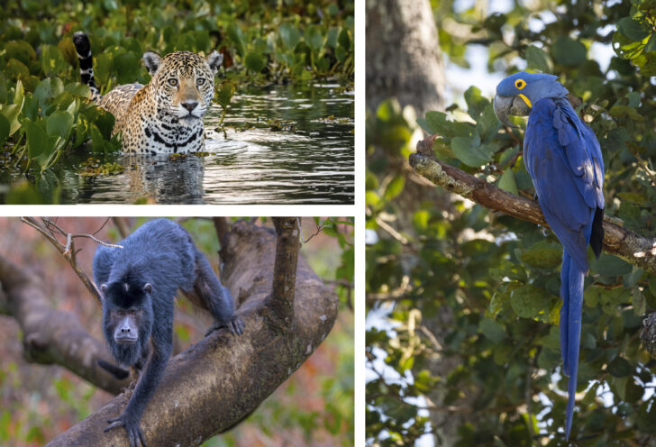 Jaguar, Macaw, and Howler Monkey in Brazil's Pantanal.