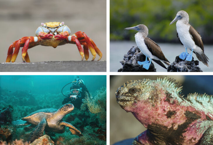 Wildlife in the Galapagos Islands