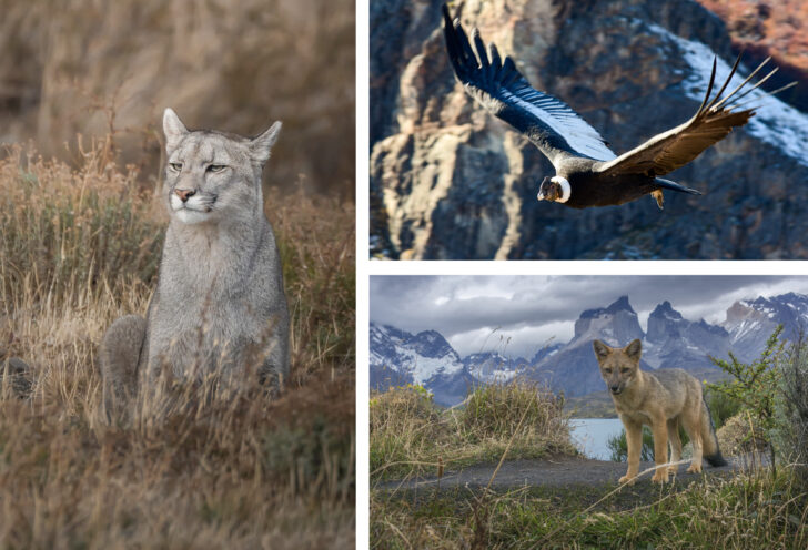 Puma, Gray Fox and Andean Condor in Patagaonia.