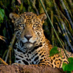 Wildlife photography in South America.