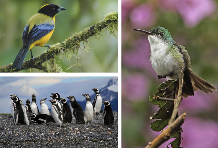 Wildlife in South America