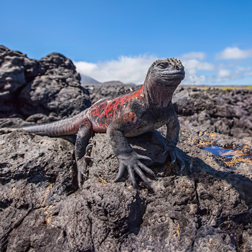 Galapagos Islands