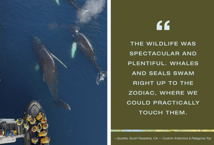 Whales up close in Antarctica