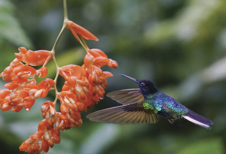 Hummingbird with bloom
