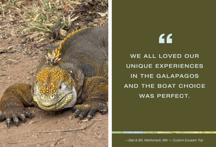 Galapagos land iguana