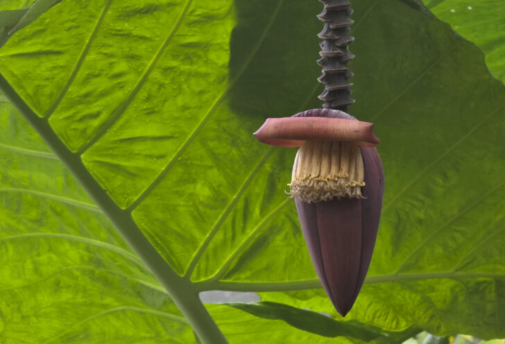 Banana blossom, Life Center at Mashpi