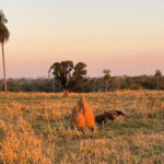 Exploring the Pantanal, Iguazu Falls, and Rio de Janeiro