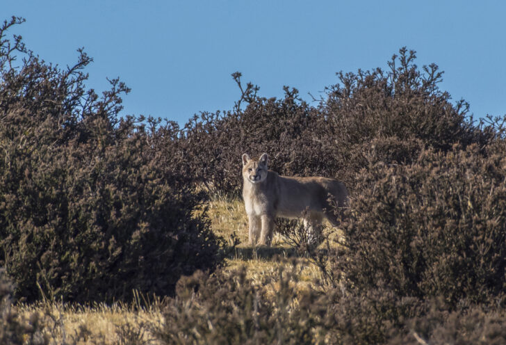 A Patagonia Puma