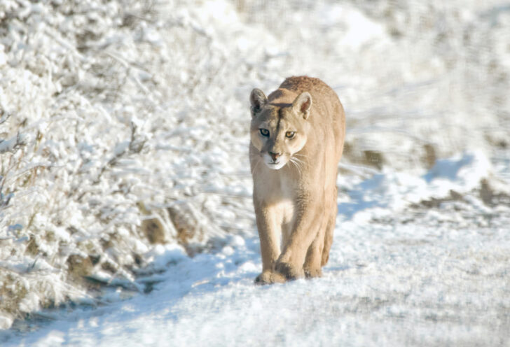Puma in the snow, Patagonia