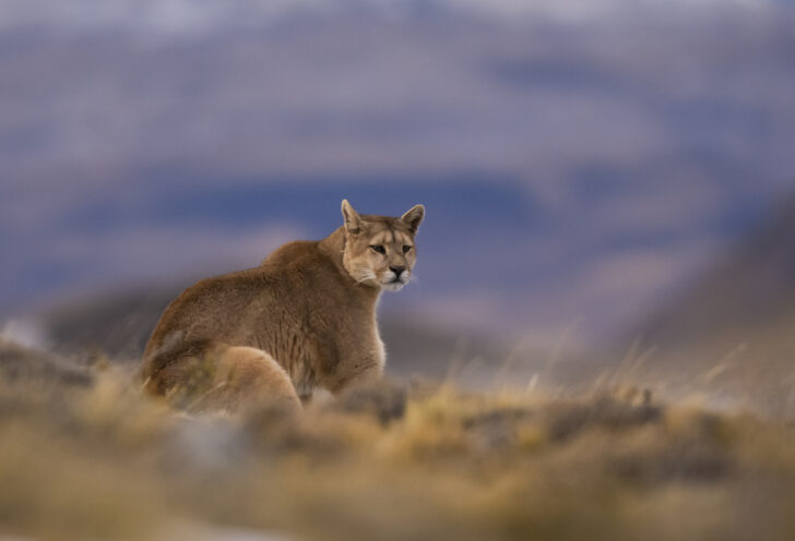 Puma in Patagonia