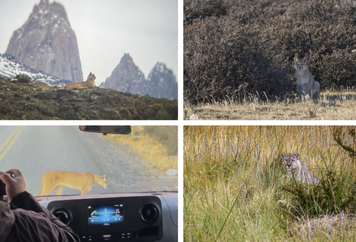 Spotting pumas in Patagonia