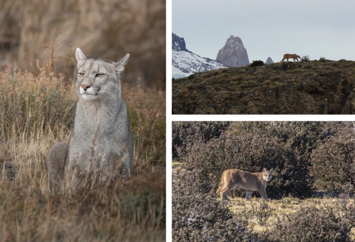 Puma Tracking in Patagonia