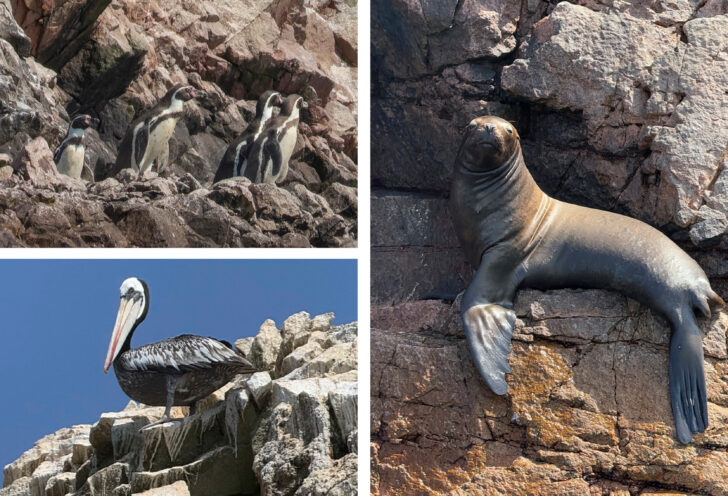 Knowmad travelers spot wildlife on the Ballestas Islands. 